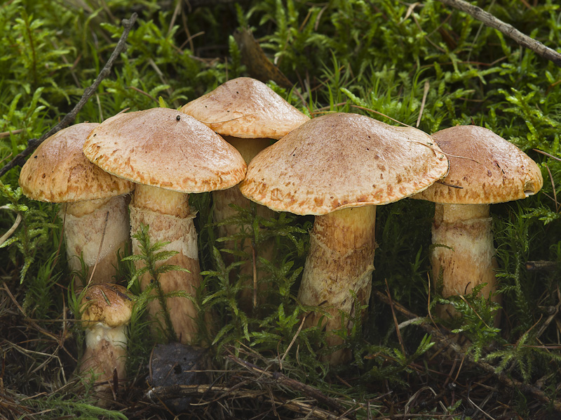 Suillus tridentinus